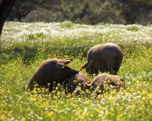 Bienestar animal en explotaciones porcinas (No oficial)