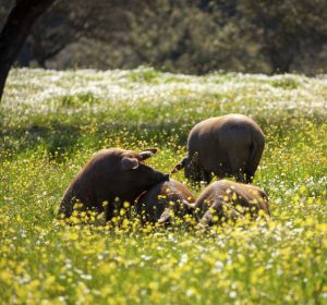 Lee más sobre el artículo Bienestar animal en explotaciones porcinas (No oficial)