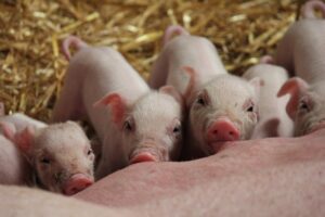 Lee más sobre el artículo Bioseguridad en explotaciones porcinas