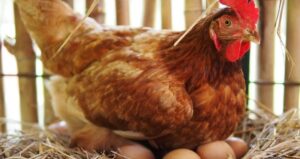 Lee más sobre el artículo Curso de Bienestar Animal en Explotaciones Avícolas